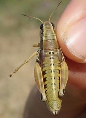 Podisma amedegnatoae