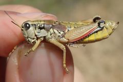 Podisma amedegnatoae