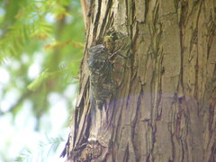 Cryptotympana takasagona