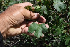 Acer glabrum glabrum