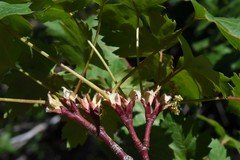 Acer glabrum glabrum
