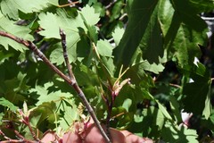 Acer glabrum glabrum