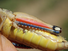 Podisma amedegnatoae