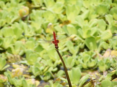 Urothemis signata yiei