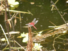 Urothemis signata yiei