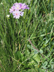 Primula algida