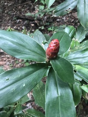 Costus pulverulentus
