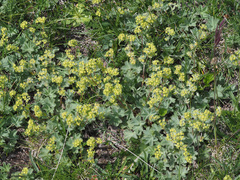 Alchemilla caucasica