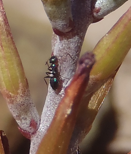 Lepisiota depressa