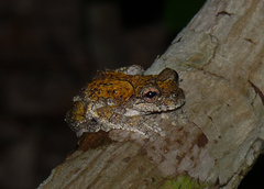 Bokermann's Treefrog photo 1