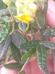 Rhynchosia chrysoscias