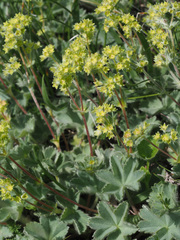 Alchemilla caucasica