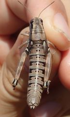 Podisma amedegnatoae