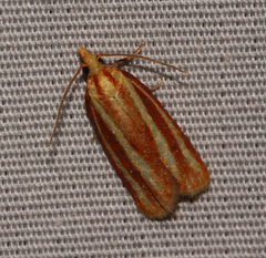 Sparganothis tristriata