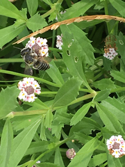 Megachilini