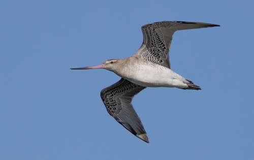Bar-tailed Godwit