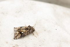 Chrysodeixis taiwani
