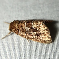 Callopistria granitosa