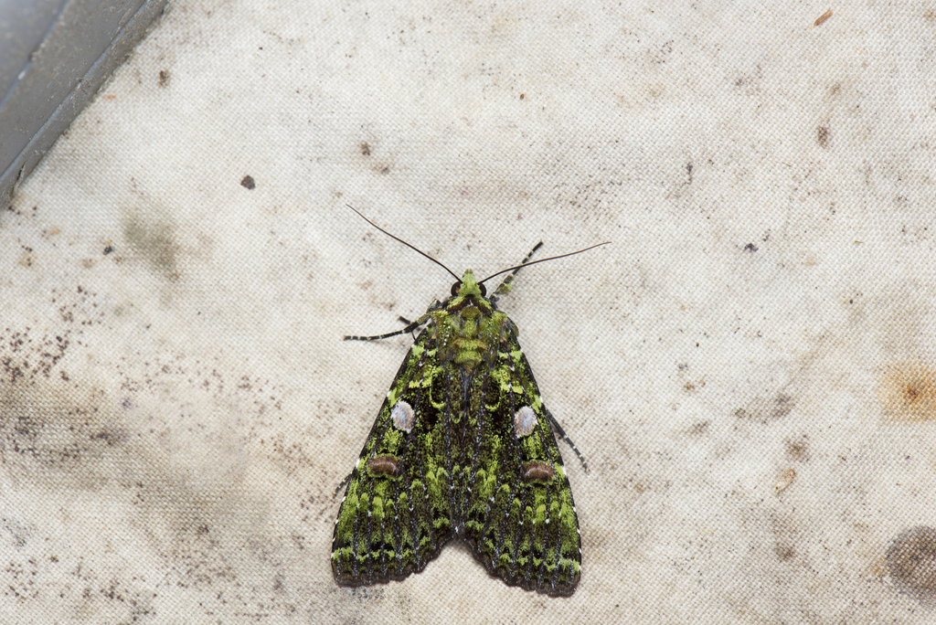 Anaplectoides inouei