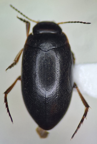 Hydroporus longiusculus