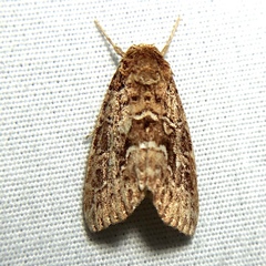 Callopistria granitosa