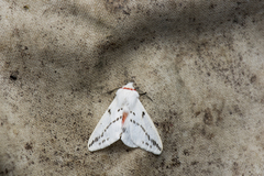 Lemyra rhodophilodes