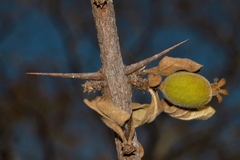 Catunaregam taylorii