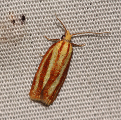 Sparganothis tristriata