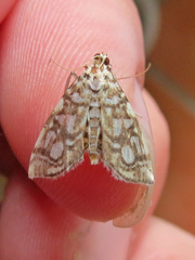Lygropia rivulalis