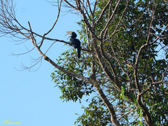 Anthracoceros malayanus