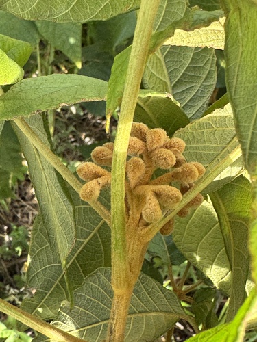 Handroanthus arianeae (A.H.Gentry) S.O.Grose