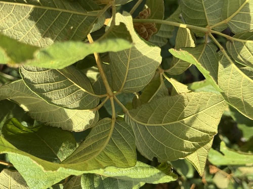 Handroanthus arianeae (A.H.Gentry) S.O.Grose 3