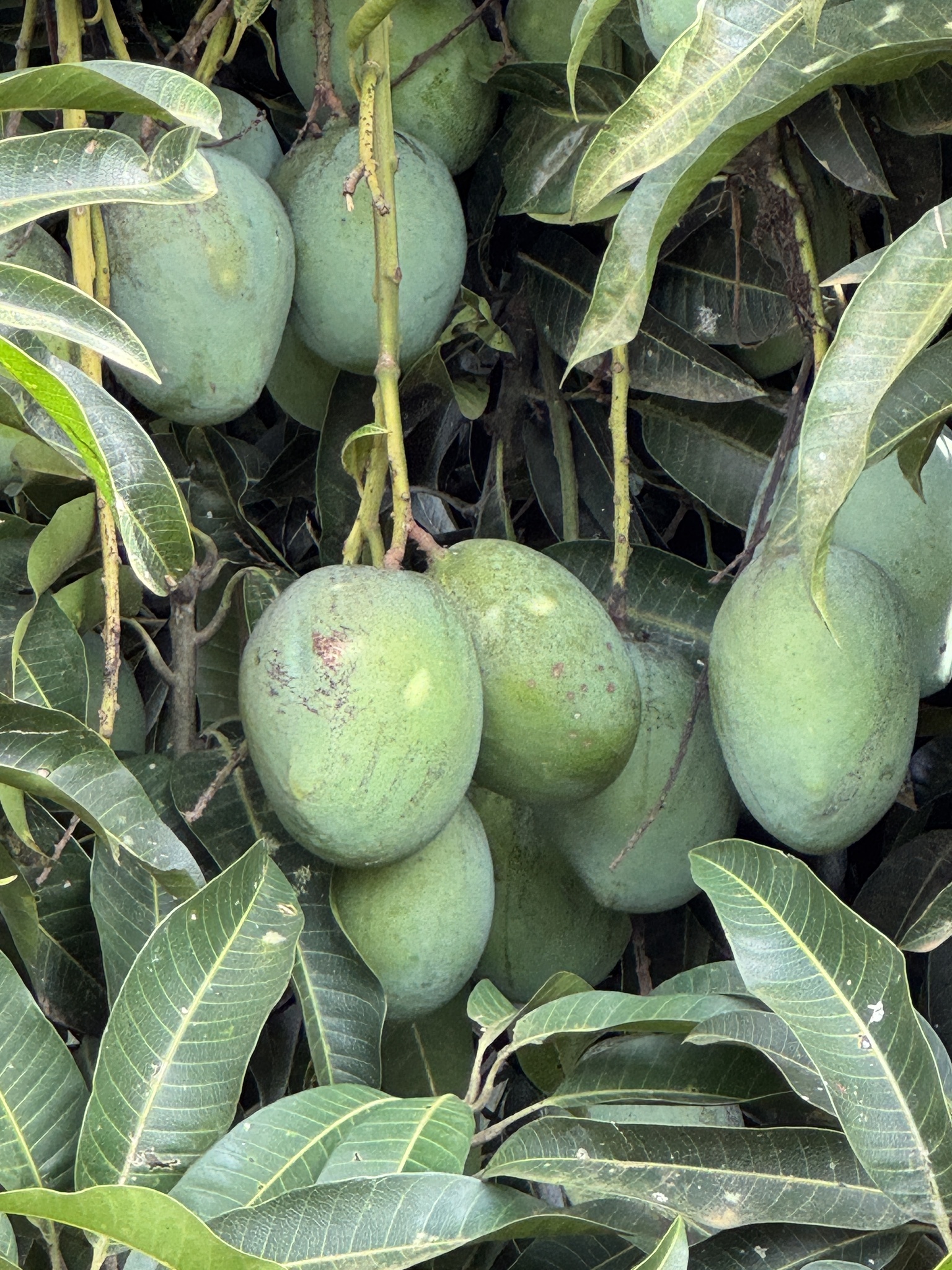 Mangifera indica