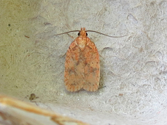 Agonopterix robiniella