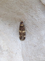 Oegoconia deauratella