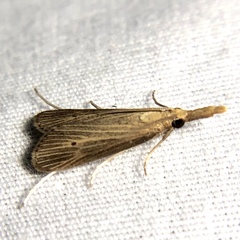 Donacaula roscidellus