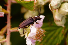Anastrangalia dubia