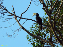 Anthracoceros malayanus