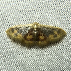 Idaea scintillularia