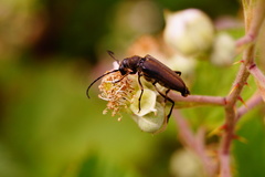 Anastrangalia dubia