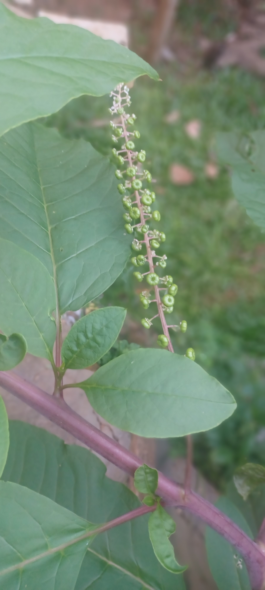 Phytolacca americana