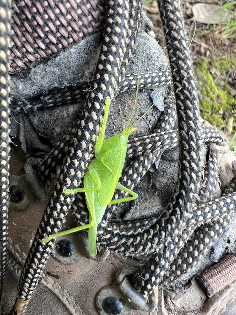 Erioloides jamaicensis
