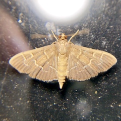 Pilocrocis ramentalis