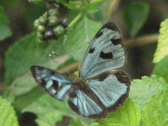 Dynamine postverta mexicana