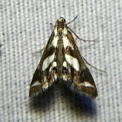Chrysendeton imitabilis