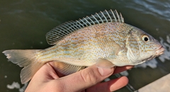 Pigfish photo 2