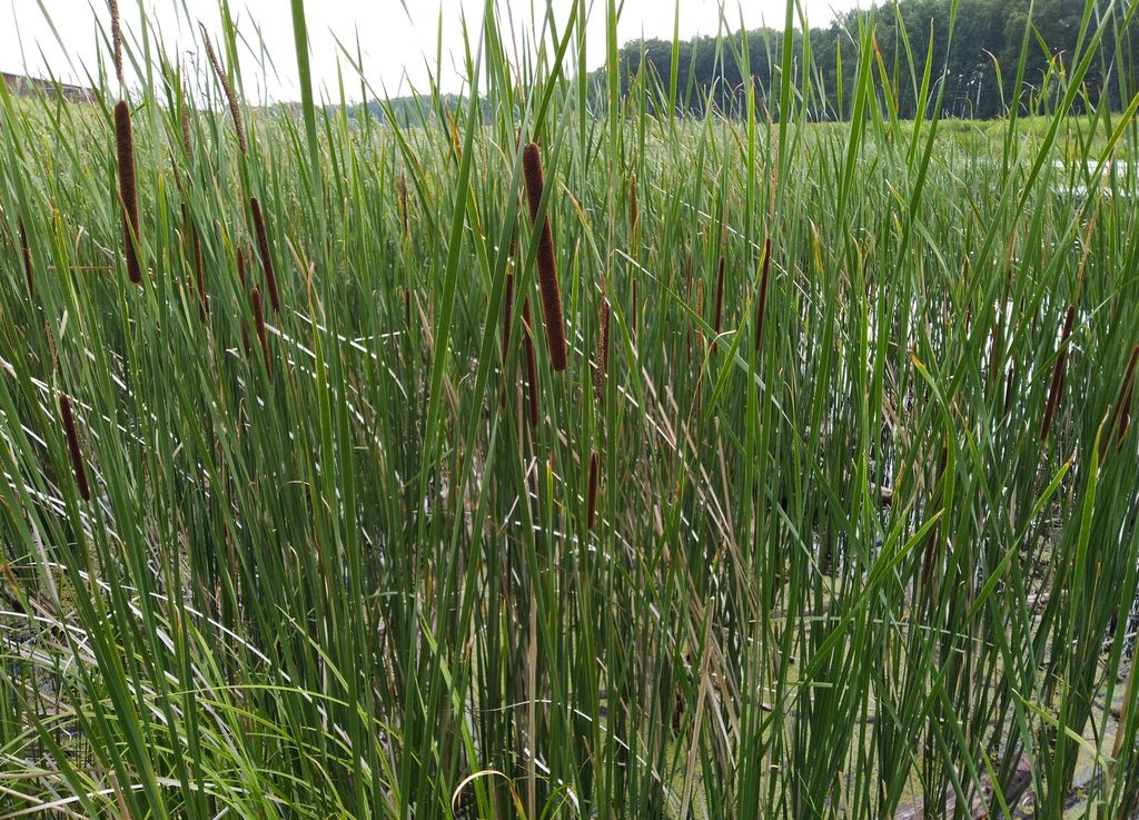 narrow-leaved cattail (Typha angustifolia) - Botanical Realm