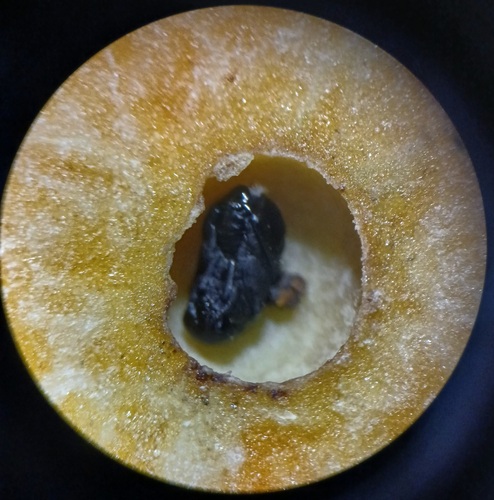 Longleaf Wattle Gall Wasp