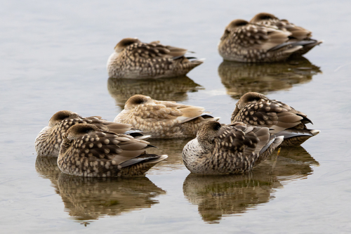 Marbled Duck, photo 5 of 10