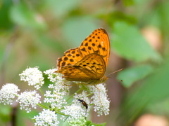Argynnis sagana